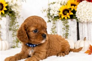 Carson - Cavalier King Charles Spaniel for sale