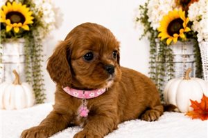 Carmela - puppy for sale