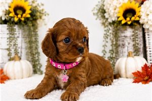 Carmen - puppy for sale