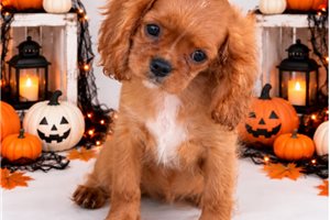 Carson - Cavalier King Charles Spaniel for sale
