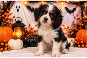 Frodo - puppy for sale