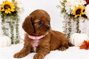 Carlotta - puppy for sale
