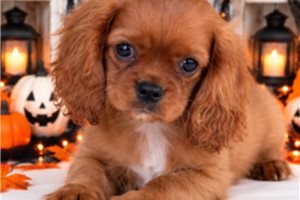Case - Cavalier King Charles Spaniel for sale