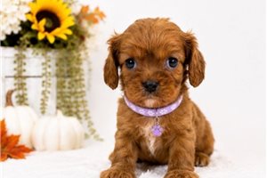 Carly - puppy for sale