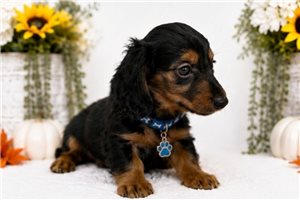 Miles - Dachshund, Mini for sale