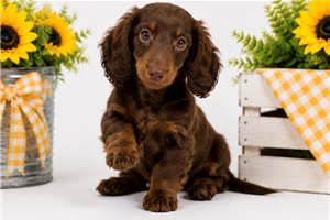 Jazzy - Dachshund, Mini for sale