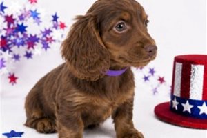 Jazzy - Dachshund, Mini for sale
