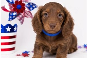 Jase - Dachshund, Mini for sale