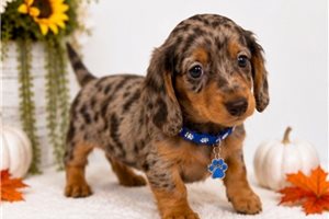 Miko - Dachshund, Mini for sale