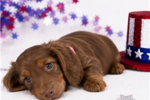 Jenny - Dachshund, Mini for sale