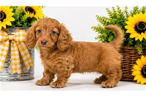 Kora - Dachshund, Mini for sale