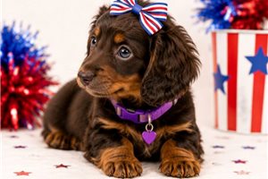 Jazzy - Dachshund, Mini for sale