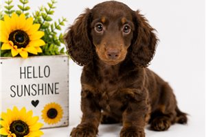 James - Dachshund, Mini for sale