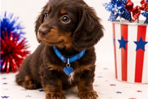 Jase - Dachshund, Mini for sale