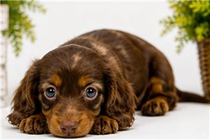 Mimi - Dachshund, Mini for sale