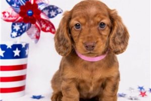 Kora - Dachshund, Mini for sale