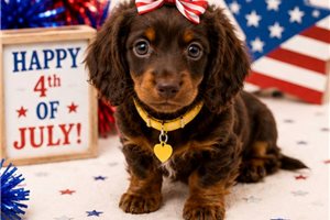 Jessie - Dachshund, Mini for sale