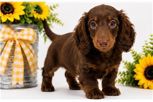 Jessie - Dachshund, Mini for sale