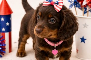 Jenny - Dachshund, Mini for sale