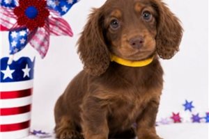 Jessie - Dachshund, Mini for sale