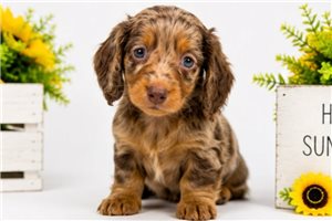 Milburn - puppy for sale