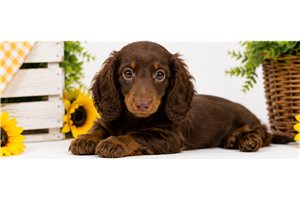 Jase - Dachshund, Mini for sale