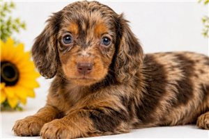 Miko - puppy for sale