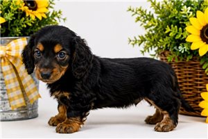 Miles - Dachshund, Mini for sale