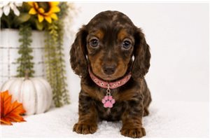 Mimi - Dachshund, Mini for sale