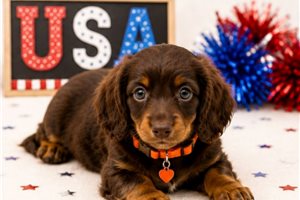 James - Dachshund, Mini for sale