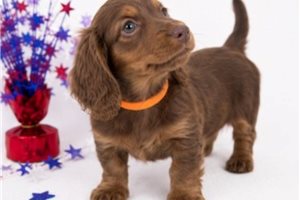 James - puppy for sale