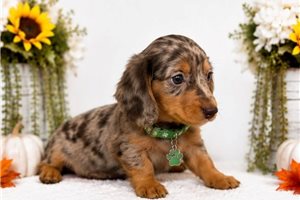 Milburn - Dachshund, Mini for sale