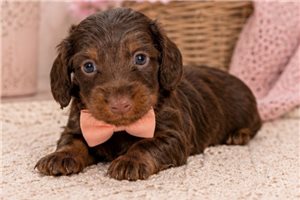 James - puppy for sale