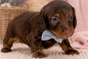 Jase - puppy for sale