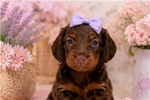 Jazzy - Dachshund, Mini for sale