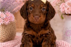 Jessie - puppy for sale