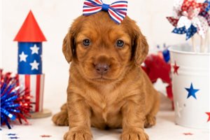 Kora - Dachshund, Mini for sale