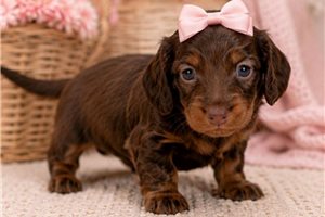 Jenny - puppy for sale
