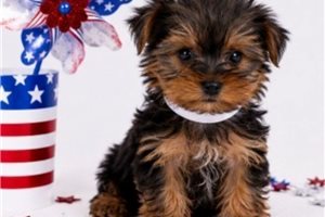 Taz - puppy for sale
