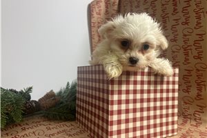 Chrissy - Maltese for sale