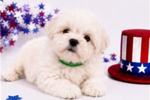 Winston - puppy for sale