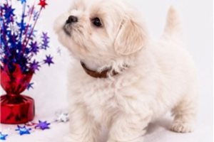 Wrigley - Maltese for sale