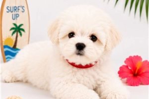 Wrigley - Maltese for sale