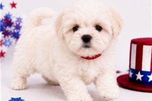 Wiley - puppy for sale