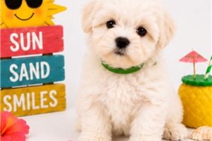 Winston - Maltese for sale