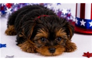 Tanner - puppy for sale