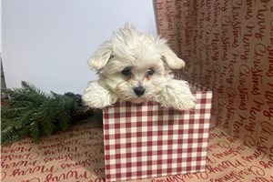 Chloe - Maltese for sale
