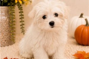 Wrigley - Maltese for sale