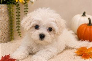 Winston - Maltese for sale