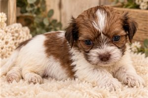 Georgia - Mal-Shi for sale